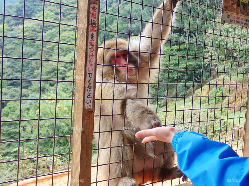 Cage, People, Animal, Outdoors, Young