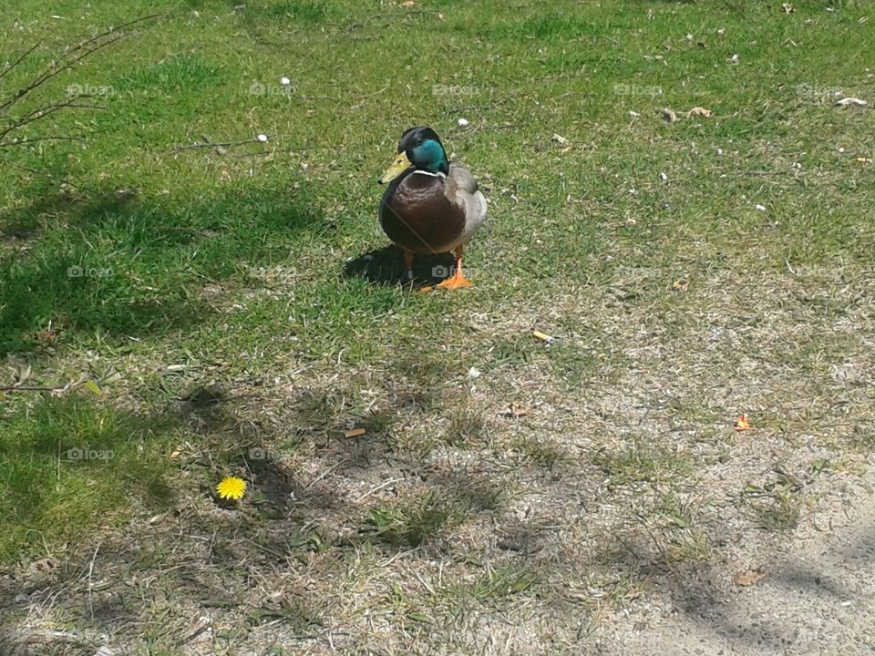 Duck