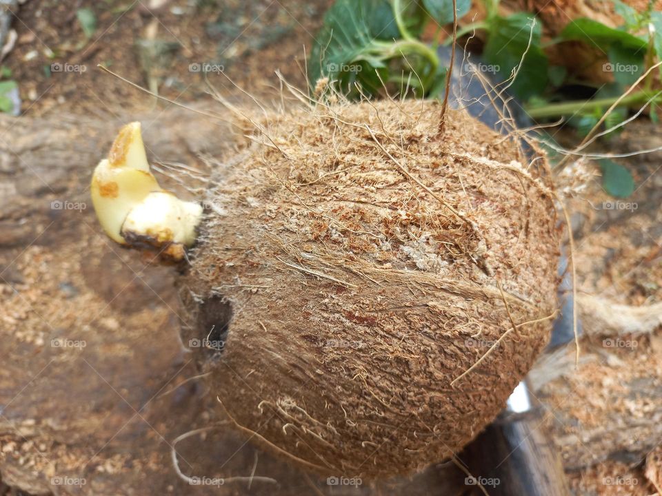 Coconut fruit that has been peeled to take its contents