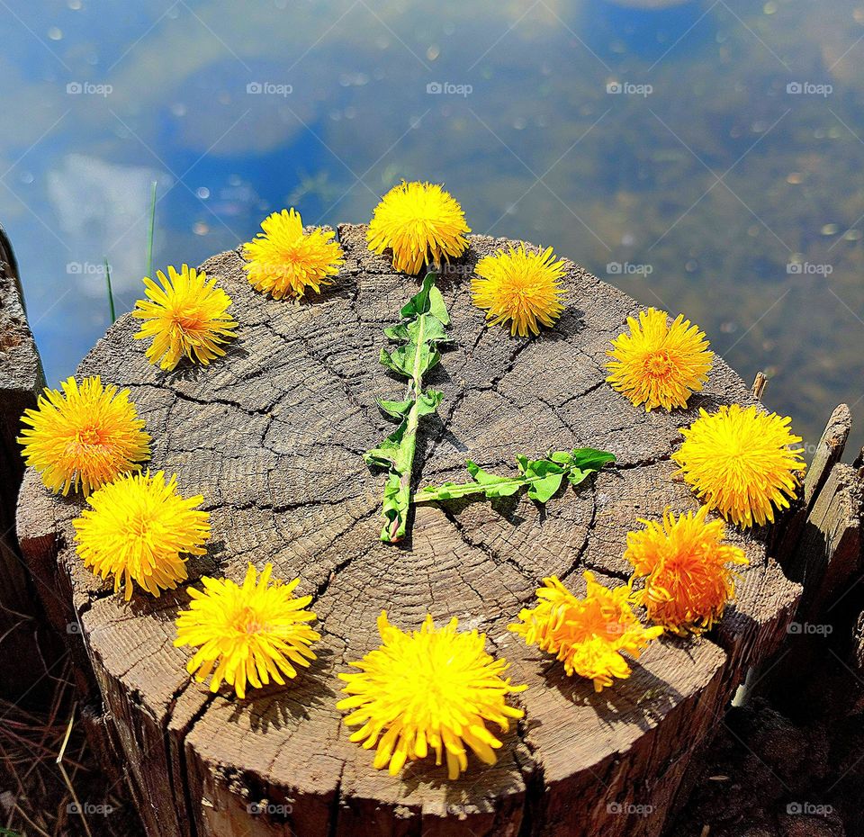 Spring has sprung. On a round section of a tree trunk lies a clock made of yellow dandelion flowers. Clock hands made from two green dandelion leaves. Blue water visible in the background. White clouds are reflected in the water.