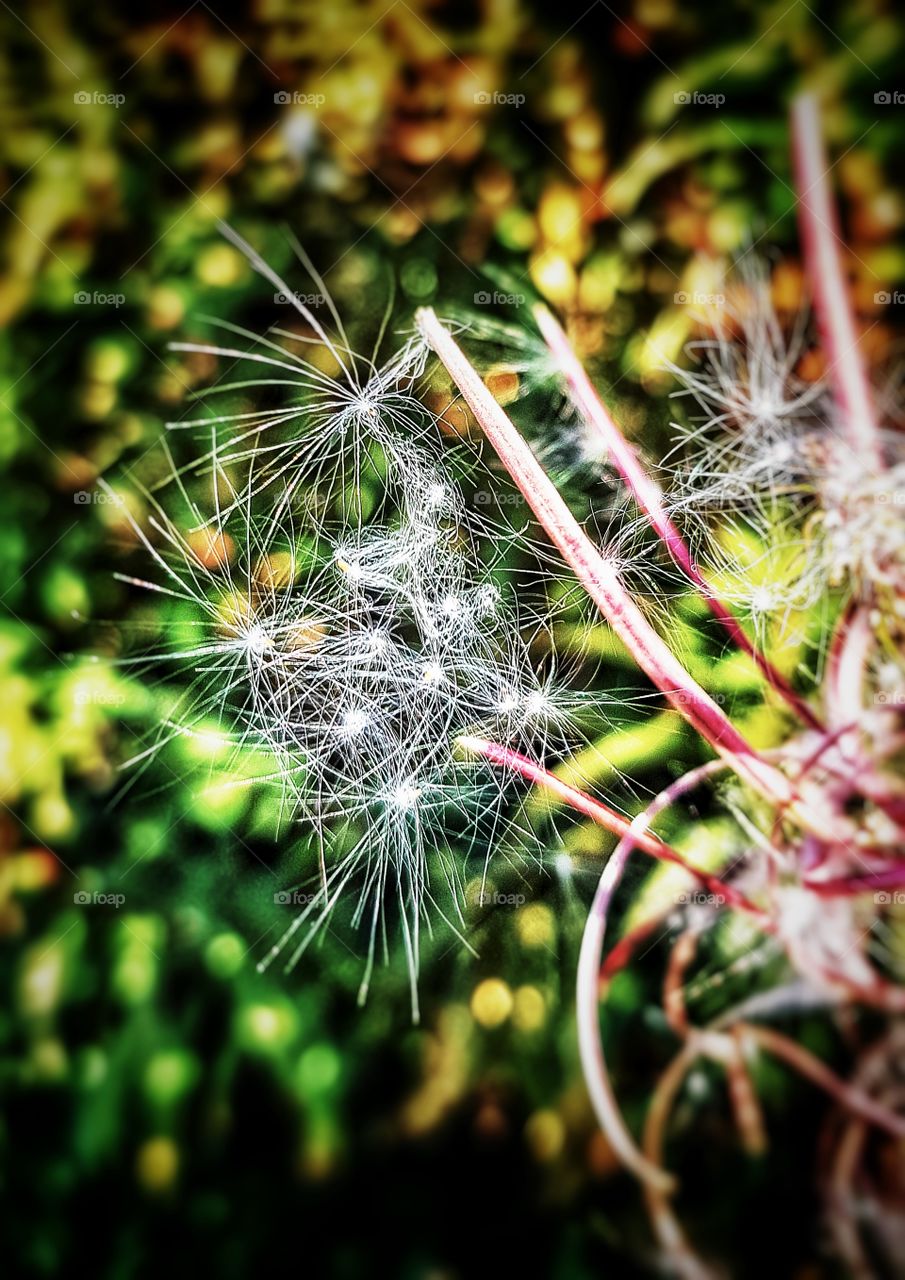 Weed seeds blowing in the late summer wind.