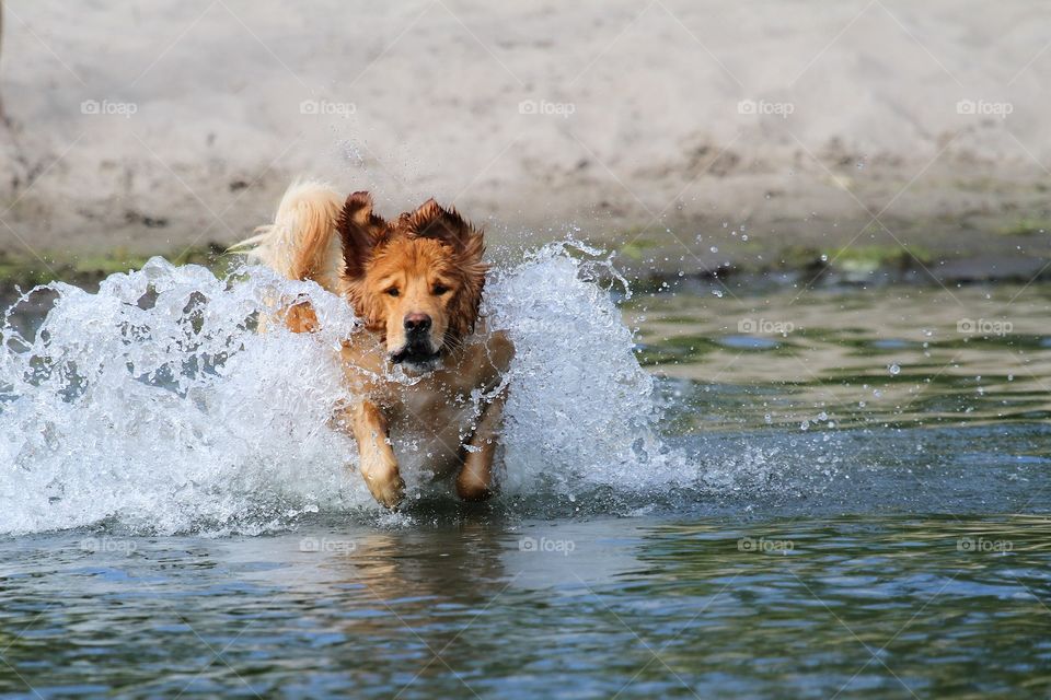 Dog playing on sea