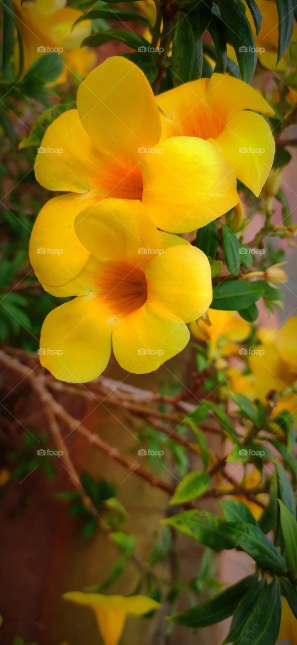 yellow flowers