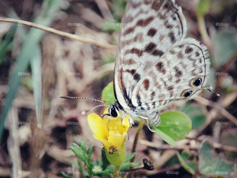 Butterfly feeding on nectar