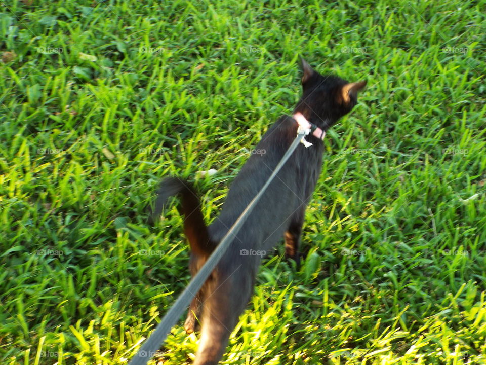 cat going for a walk