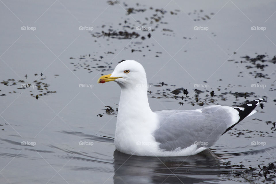 Seagull on lake