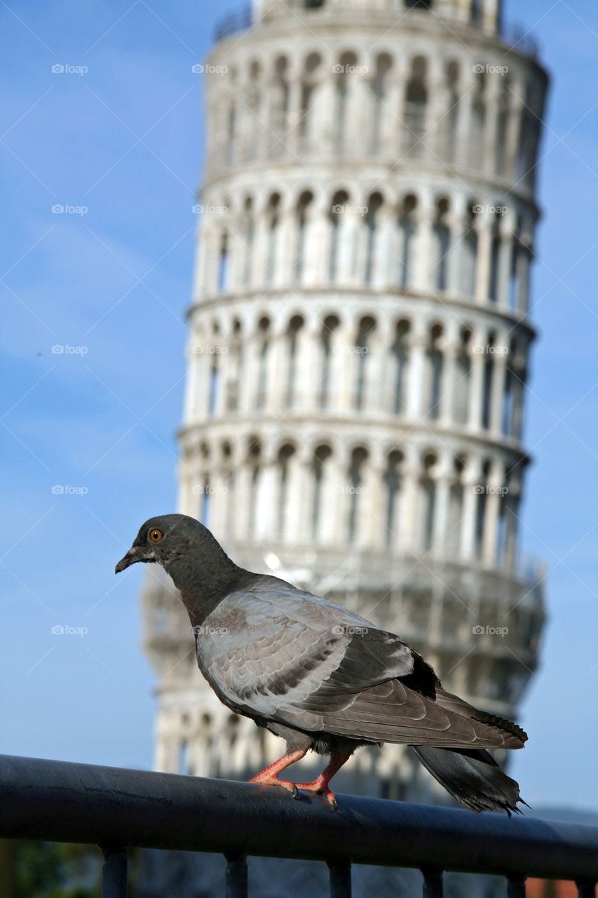 city italy backdrop posing by ozoomia