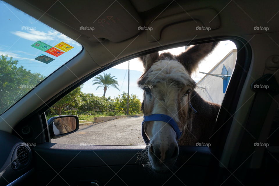 Donkey#animal#window#car#trees#palm