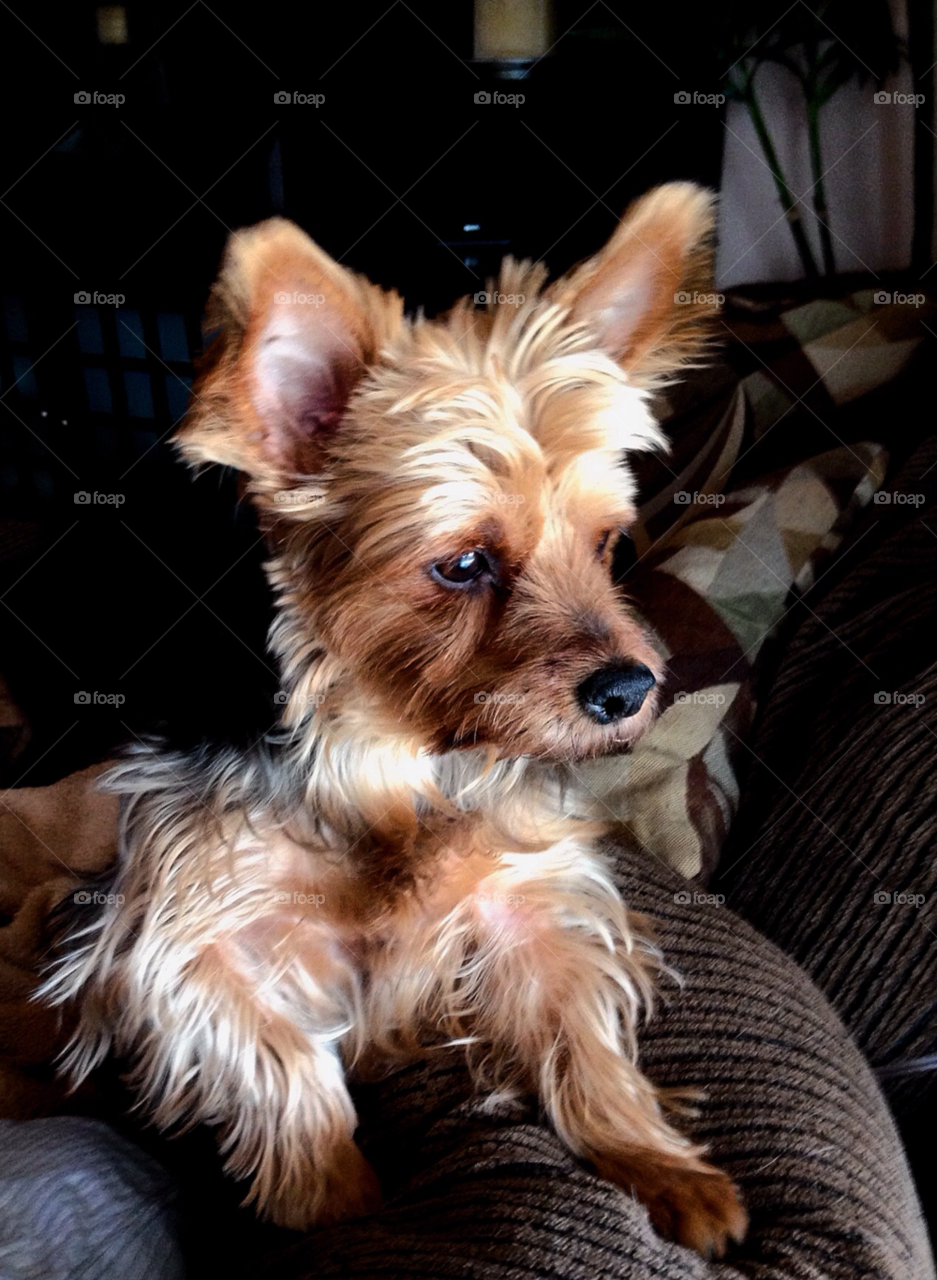 happy dog pet brown by stevehardley7