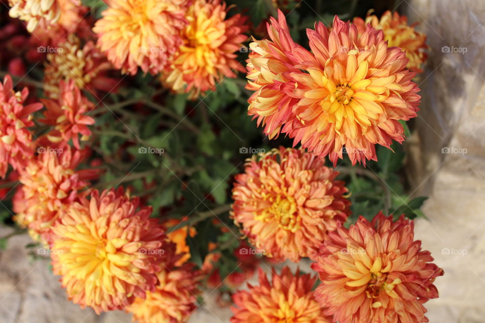 beautiful orange yellow flowers