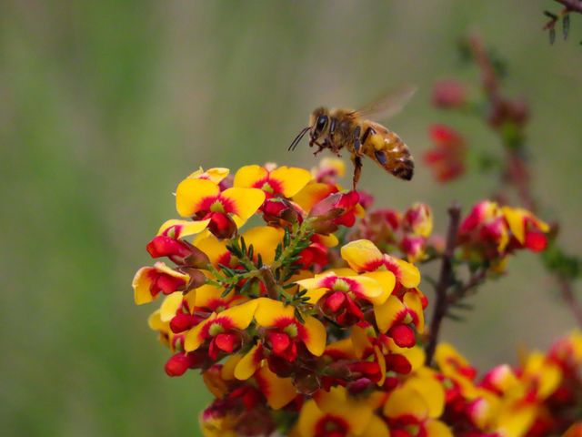 Bee collecting pollen 