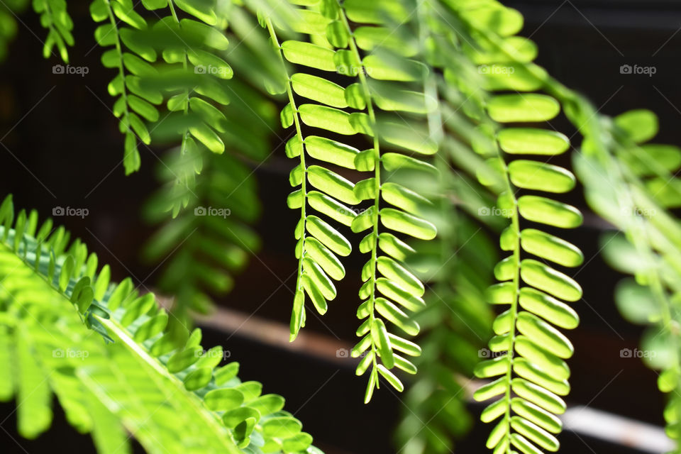 Sesbania grandiflora or Scarlet wisteria green tree leaves background. Concept for Healthcare and Medical or the Benefits of Herb for the good health.