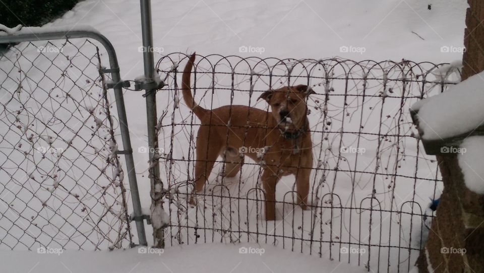 Watch Dog in Snow