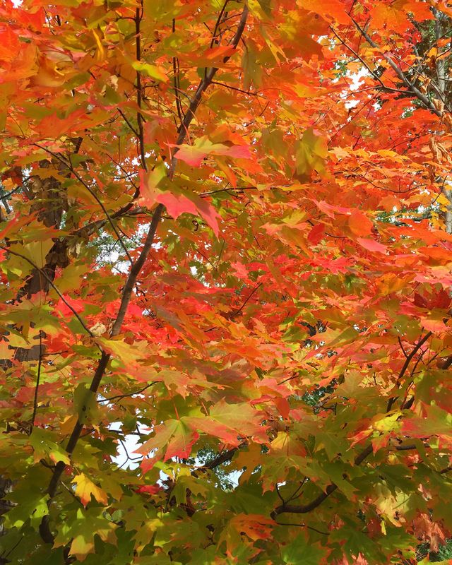 Leaves