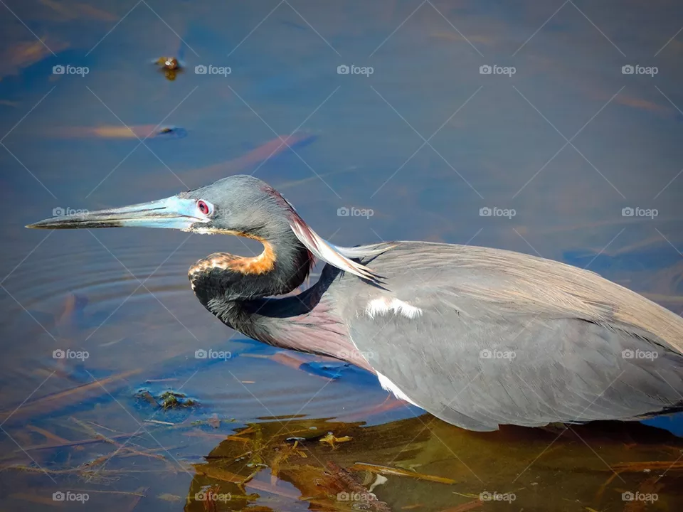 Heron 