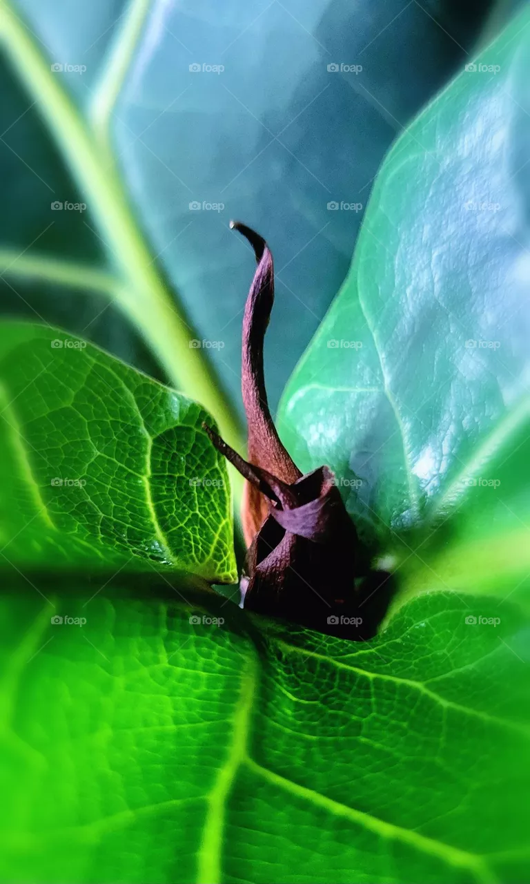 fiddle leaf fig indoor plant