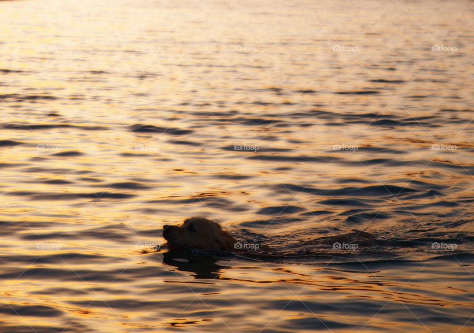 summer sunset dogs sea by tsaras70