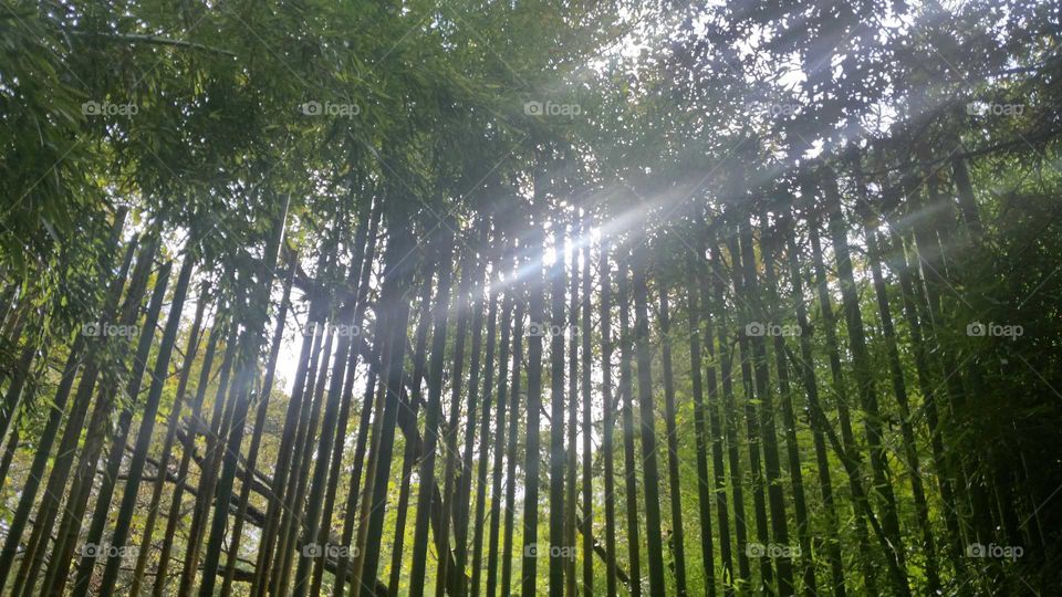 Rays through the Bamboo