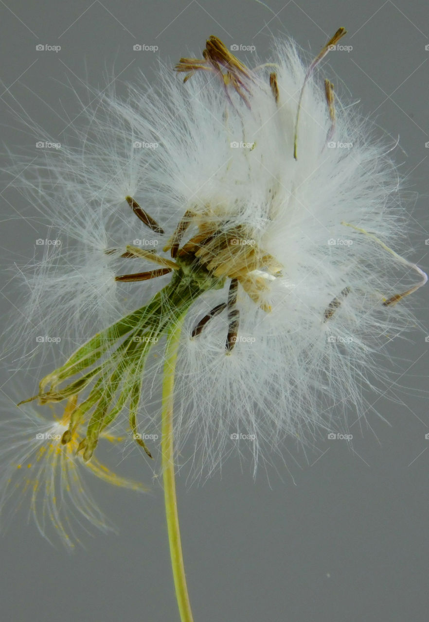 Marco photography: It's all about getting down and getting dirty. There is nothing more satisfying than to make a object such as an insect, rock, or flower into a Macro photograph!