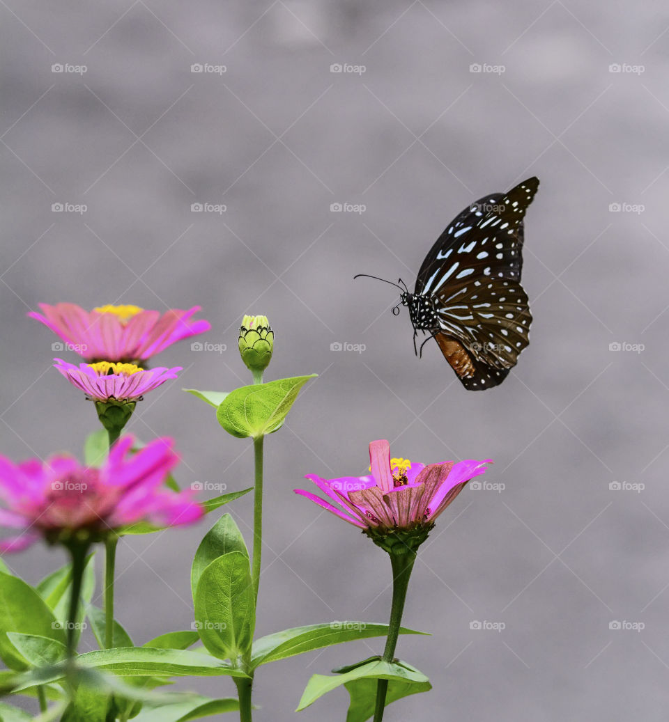 flying butterfly