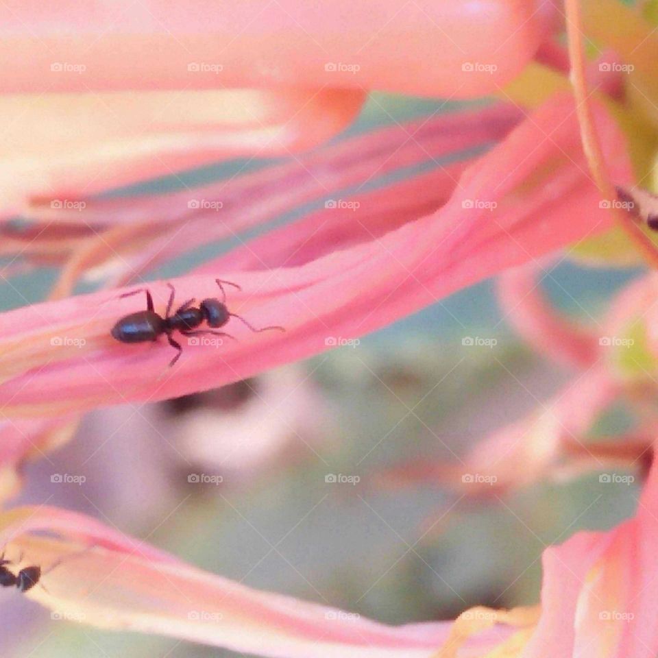 An aunt walking on a pink flower.