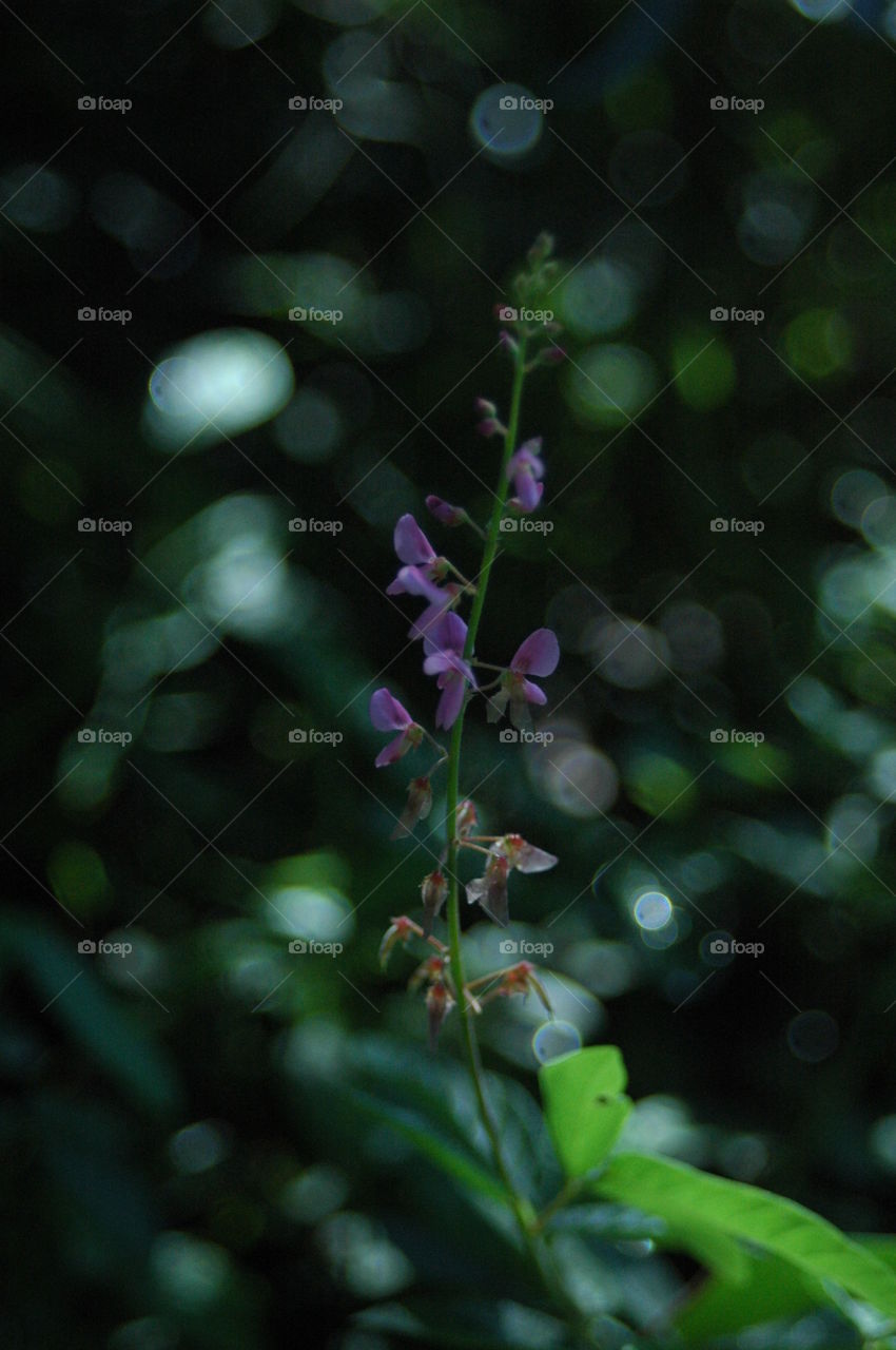 A purple wild flower 