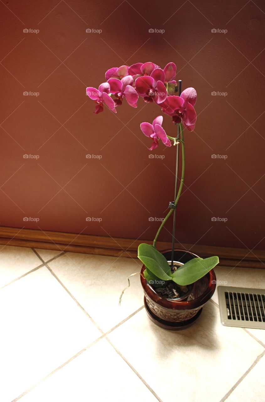 Pink Orchid, Red Wall, Zoomed Out.