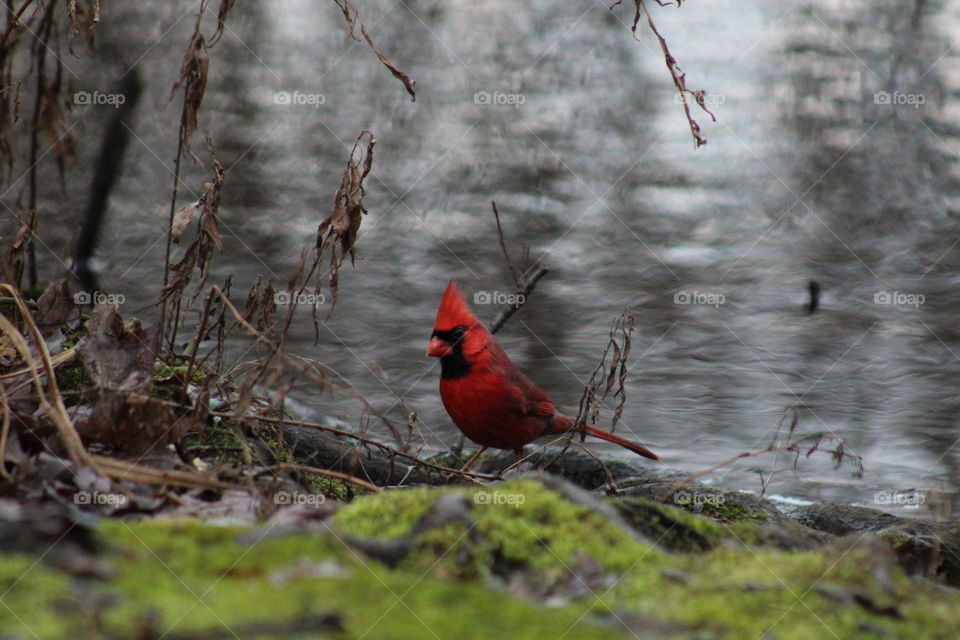 Northern cardinal at riverbank