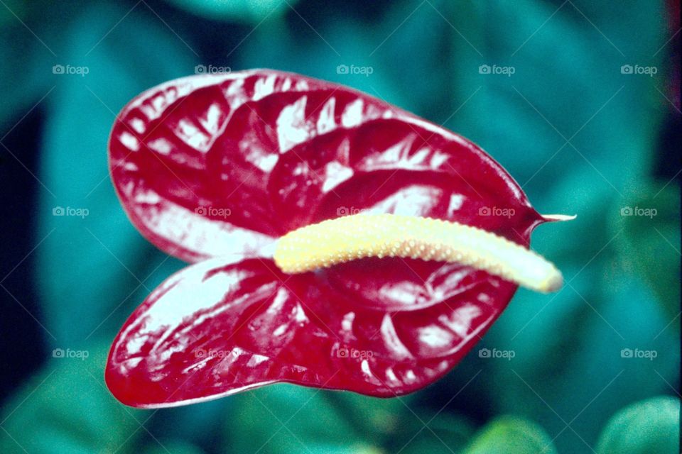 Anthurium 