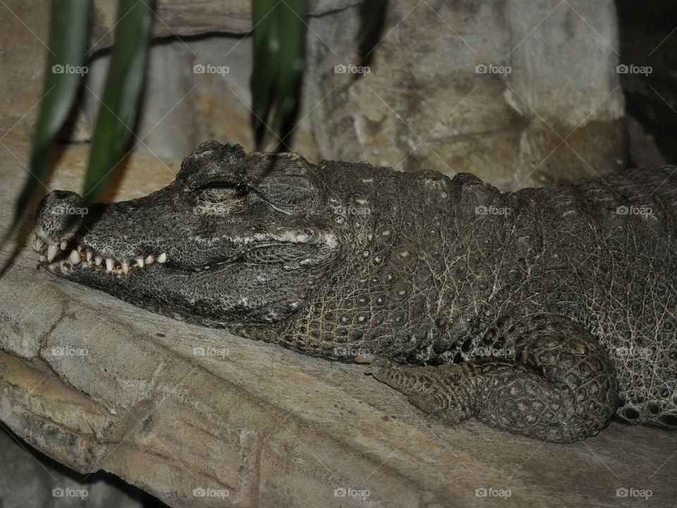 Dwarf Crocodile