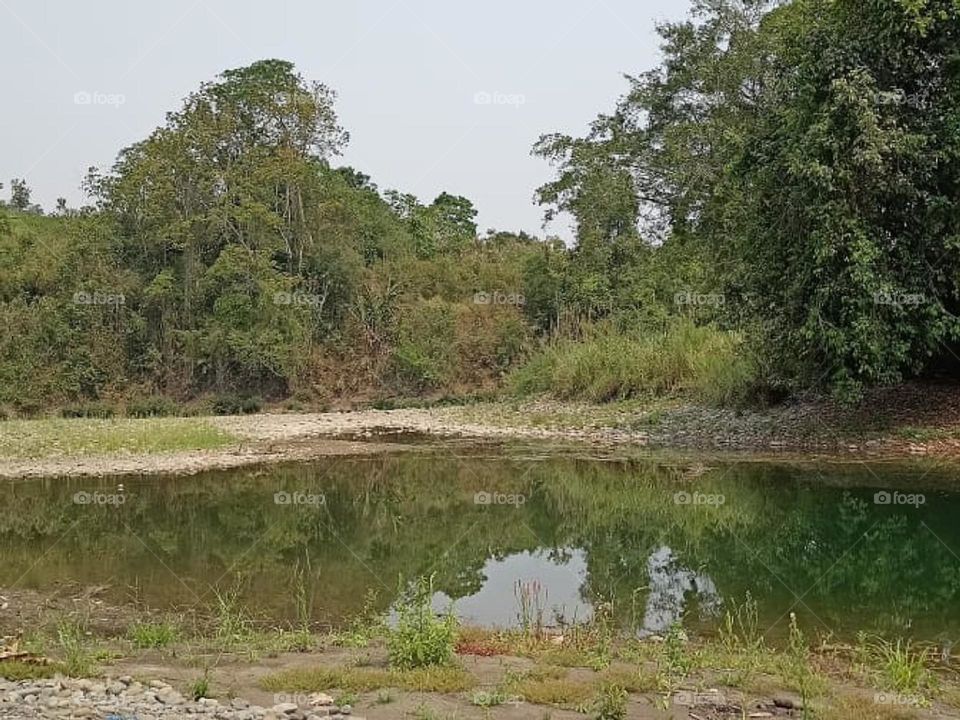 river and ☘️ plants