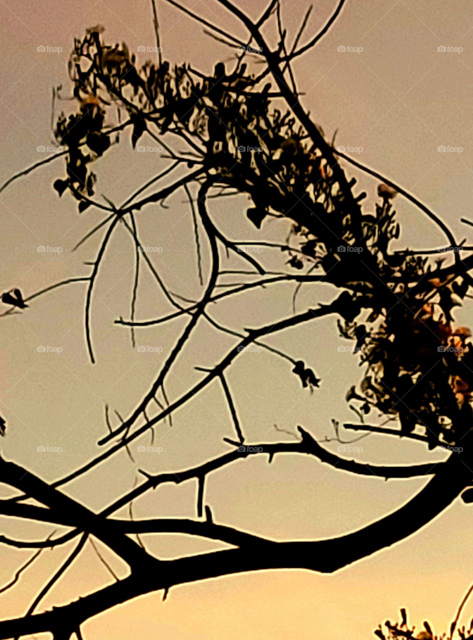 Last few leaves, hanging on in the cool autumn air.