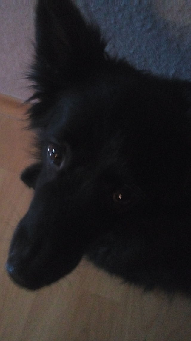 dog face