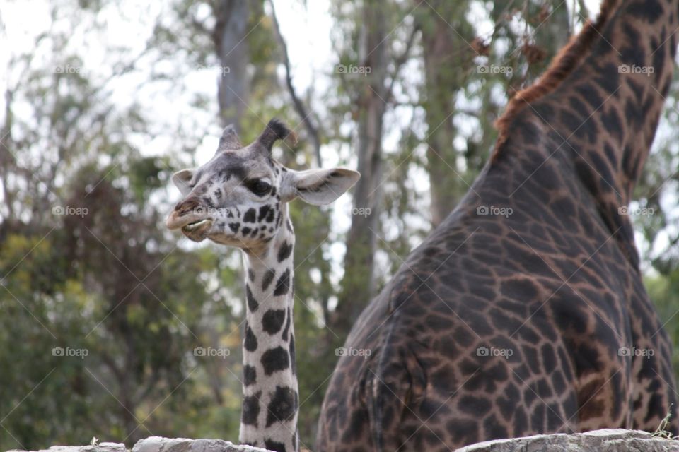 Giraffe 