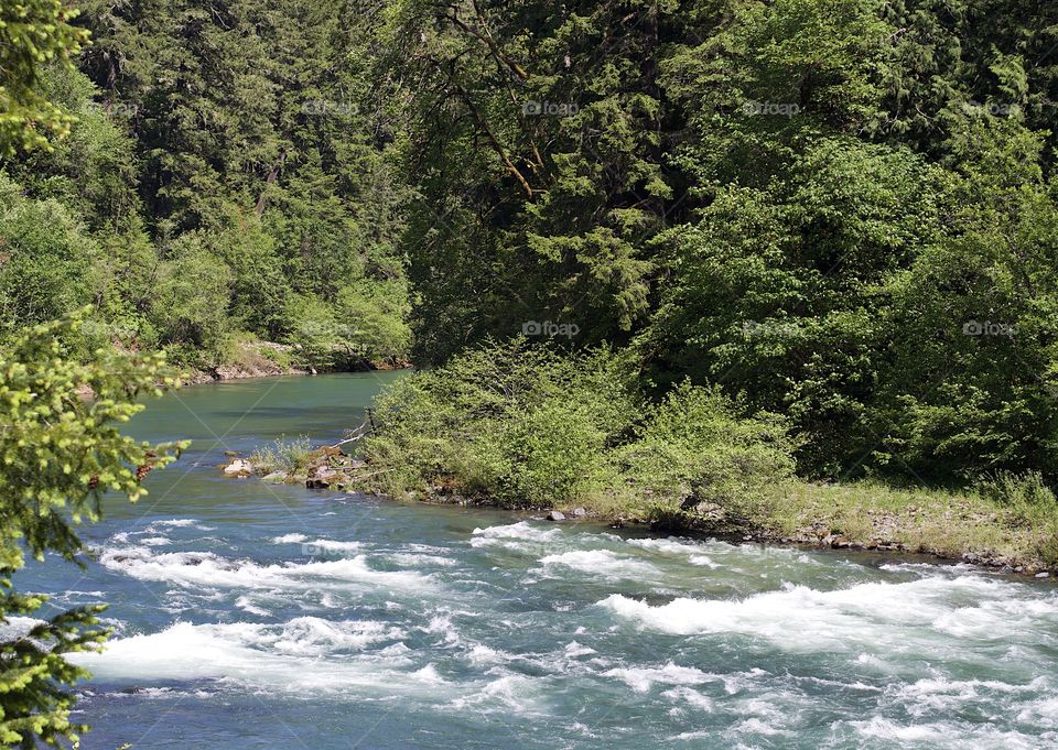 The Umpqua River in Southwestern Oregon rushing along its tree and bush covered banks on a beautiful sunny spring day. 