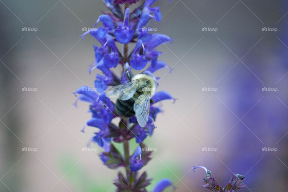 Bee on purple flower