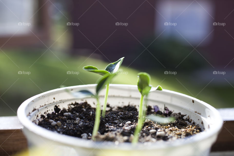 Strawberry sprout