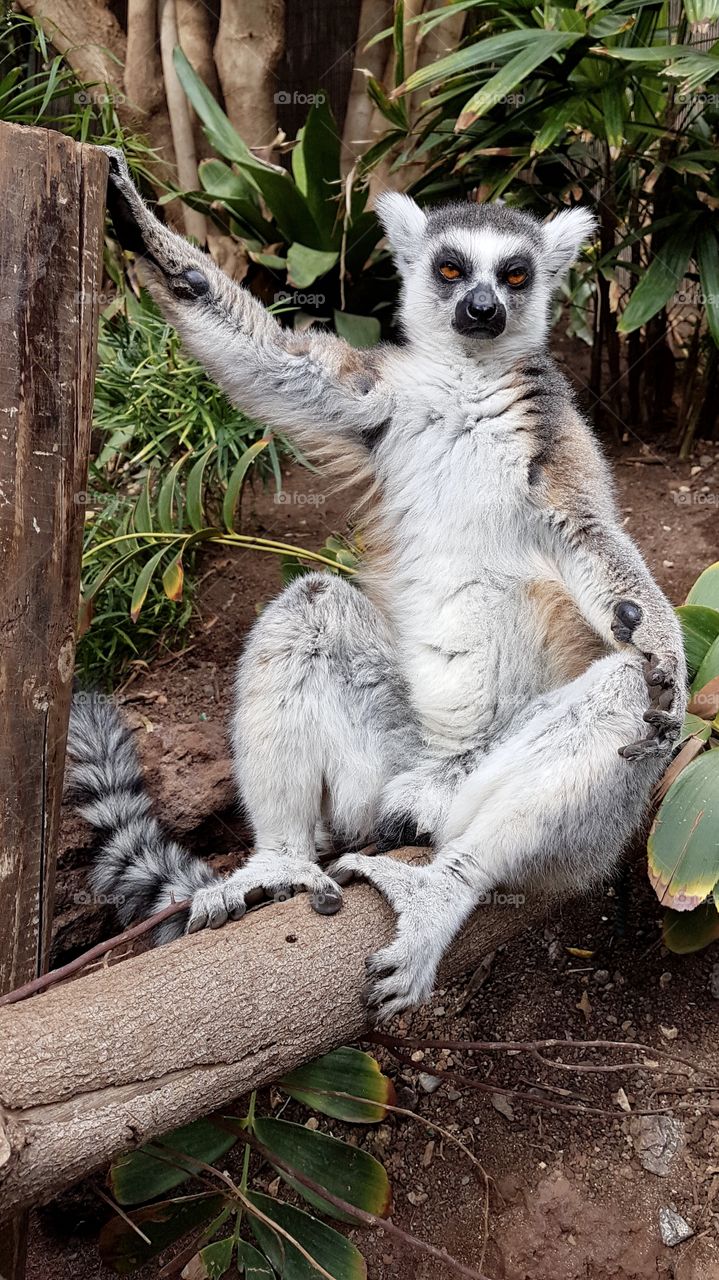 Tired cute lemur sitting sunbathing, close distance - gullig trött lemur sitter och njuter av solen, på nära håll 