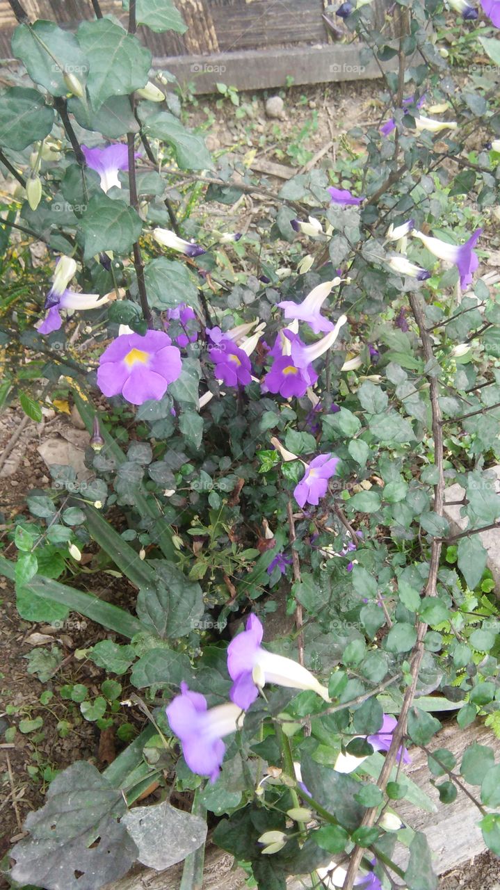 purple flower