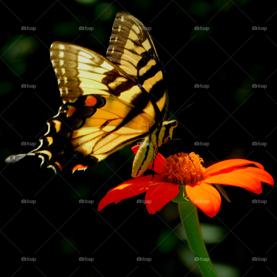 Eastern Tiger Swallowtail Butterfly: Here they get nectar from the brilliant Mexican Sunflower in my butterfly garden!