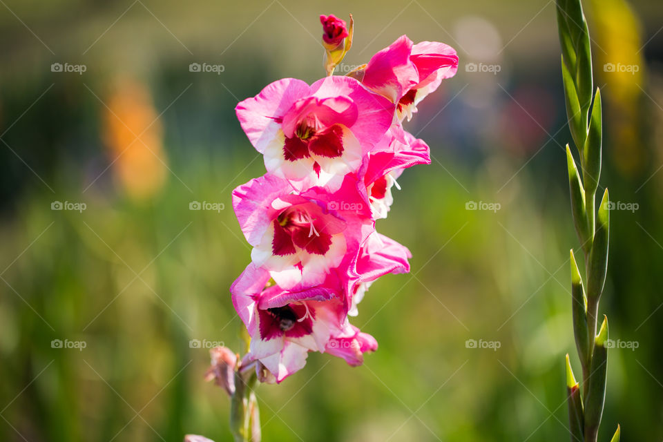 Gladiole, pink, background
