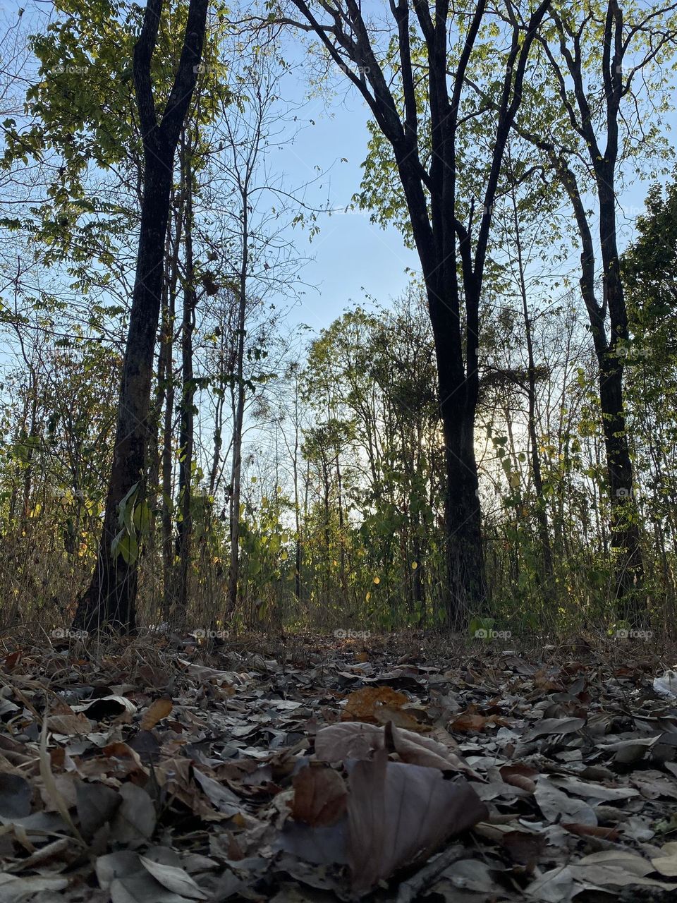 forest in spring