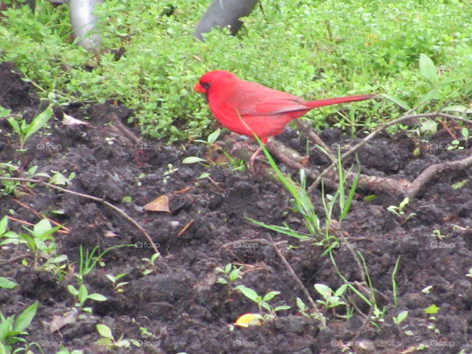 Cardinal