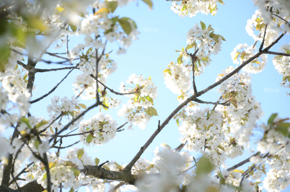 Cherry blossoms