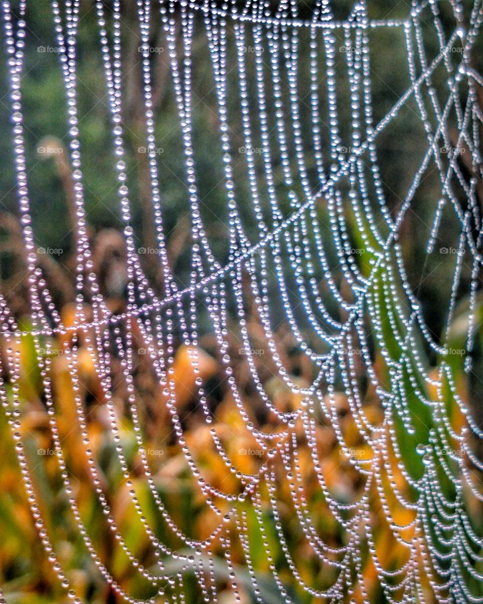 autumn pearls of morning dew