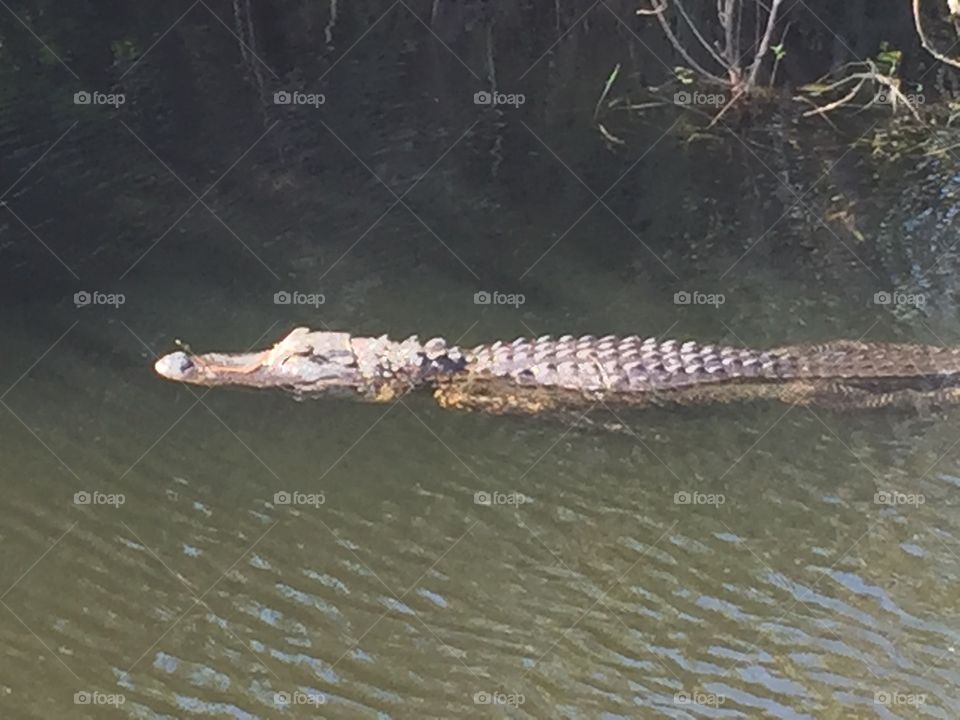 Alligator spotted in the Everglades. 