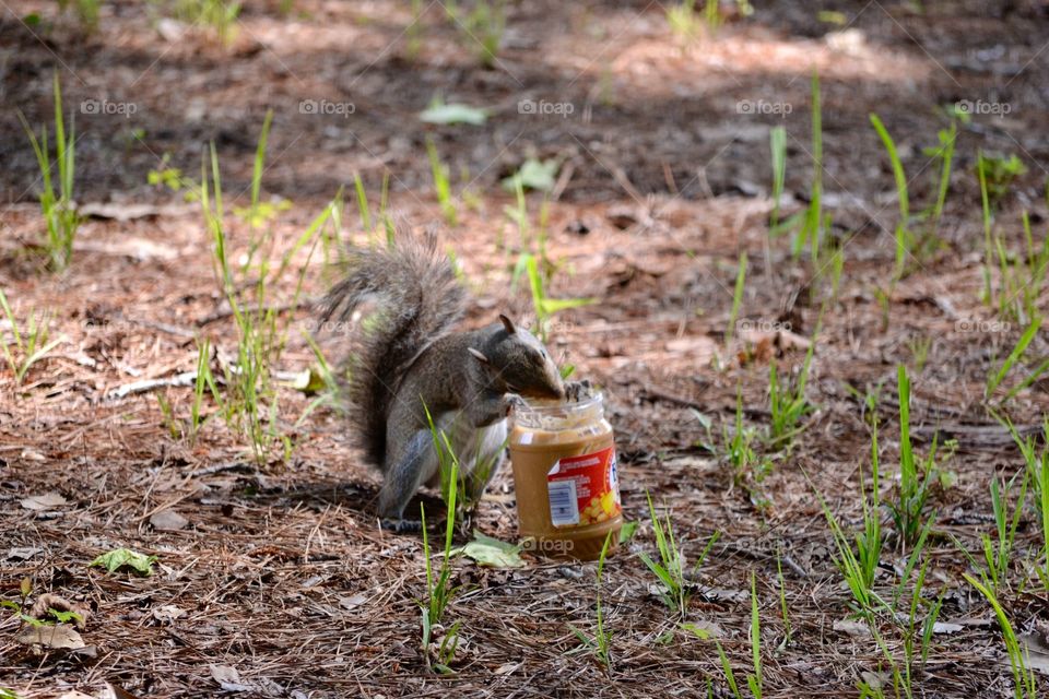 Squirrel And Peanut Butter Jar