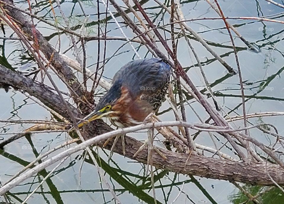 Green Heron on the Branches