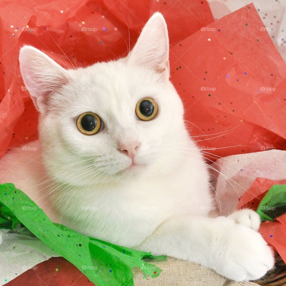 White kitten playing with red and green tissue paper, rule of reds