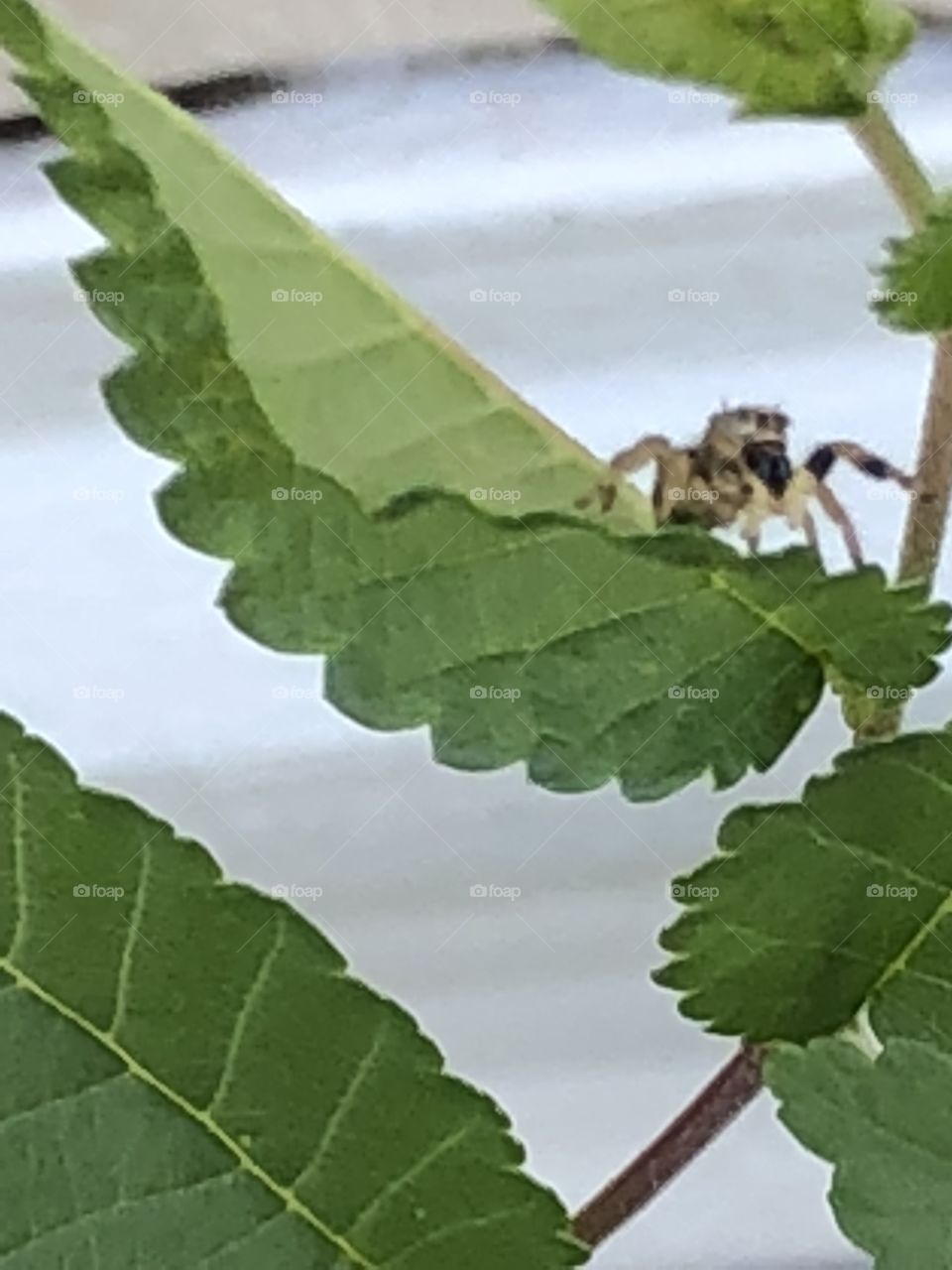 The red spider on the move